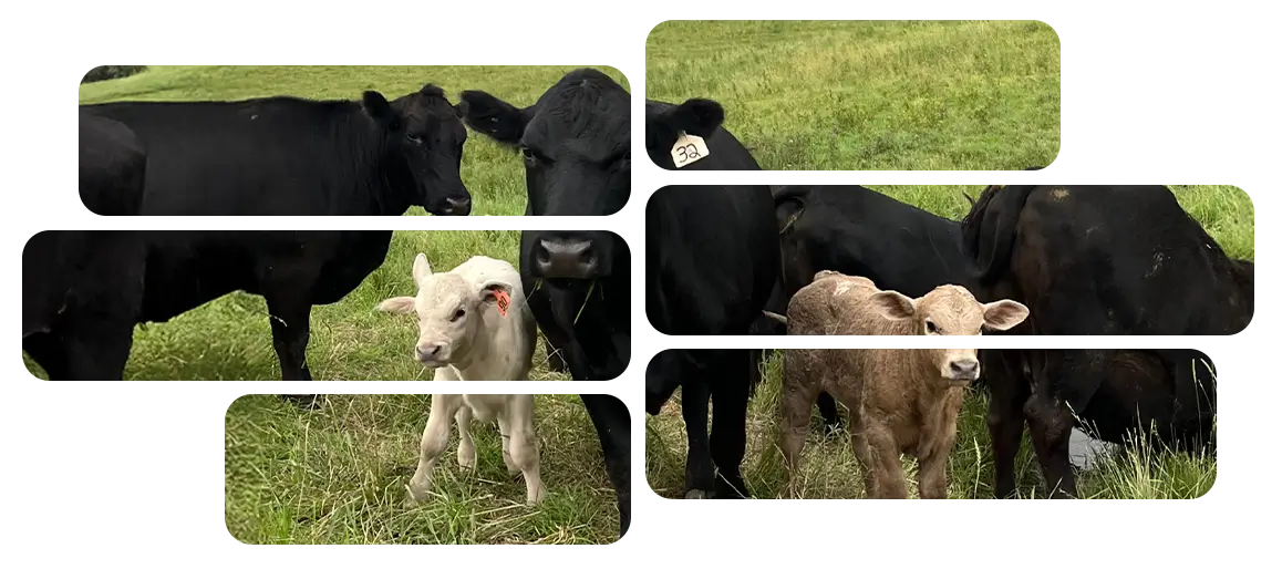 Cows in Field